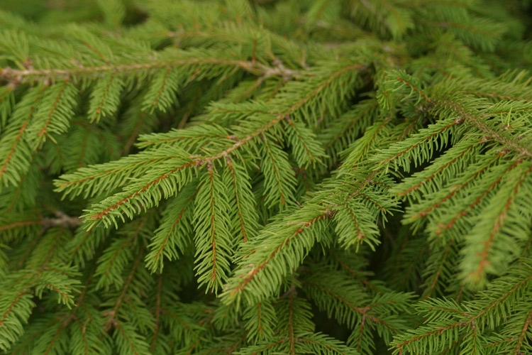 В регионе стартовала операция «Ель» В регионе стартовала операция «Ель»