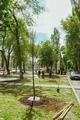 В сквере «Пионерский» в рамках празднования 100-летия пионерской организации высадили деревья  В сквере «Пионерский» в рамках празднования 100-летия пионерской организации высадили деревья