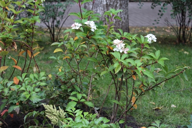 Город готовится к осеннему озеленению Город готовится к осеннему озеленению