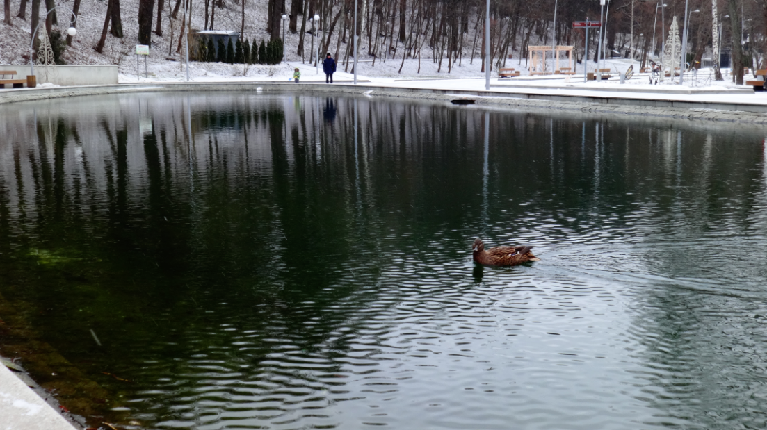 В Воронежском центральном парке обитает утка В Воронежском центральном парке обитает утка