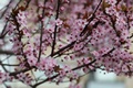 В Воронеж  зацветают деревья и кустарники В Воронеж  зацветают деревья и кустарники