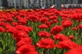 Яркие тюльпаны расцвели в Воронеже