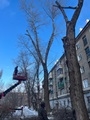 Управление экологии продолжает держать на контроле работы с зелеными насаждениями Управление экологии продолжает держать на контроле работы с зелеными насаждениями