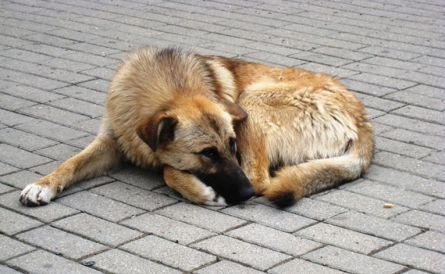 В управлении экологии состоялось рабочее совещание по вопросу реализации  полномочий по отлову и содержанию безнадзорных животных в 2017 году В управлении экологии состоялось рабочее совещание по вопросу реализации  полномочий по отлову и содержанию безнадзорных животных в 2017 году