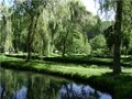 Уникальным зеленым зонам Воронежа будет присвоен статус особо охраняемых природных территорий местного значения Уникальным зеленым зонам Воронежа будет присвоен статус особо охраняемых природных территорий местного значения
