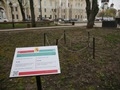 Высаженные в Петровском сквере дубы успешно пережили зиму Высаженные в Петровском сквере дубы успешно пережили зиму