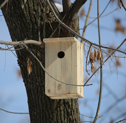 В Воронеже прошел Международный день птиц  В Воронеже прошел Международный день птиц