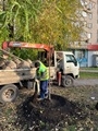 В городе продолжаются работы по высадке деревьев  В городе продолжаются работы по высадке деревьев