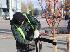 В Воронеже проводится осеннее озеленение