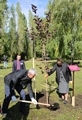 В Воронеже продолжается высадка деревьев В Воронеже продолжается высадка деревьев