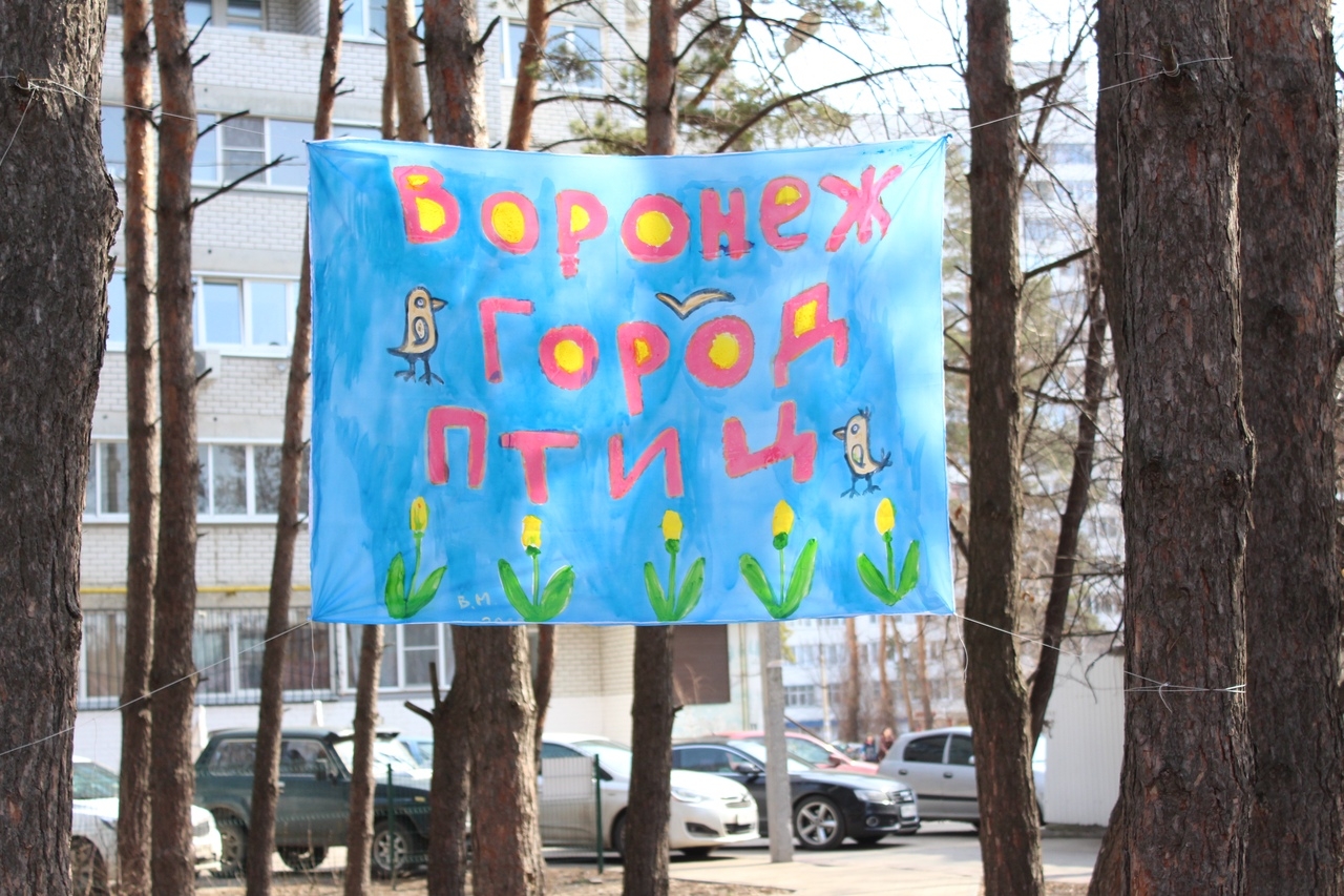 День птиц День птиц