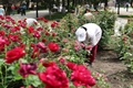 В розариях на улице Карла Маркса специалисты провели уходные работы
