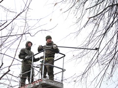 На территории сквера имени Ивана Бунина прошел мастер-класс по формовочной обрезке деревьев