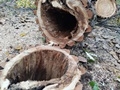 Удаление сухостойных и аварийных деревьев в Воронежском центральном парке продолжается Удаление сухостойных и аварийных деревьев в Воронежском центральном парке продолжается