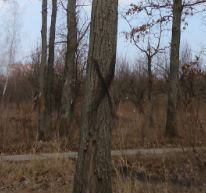 Вдоль жилых домов по ул. Шишкова, 142/5, 142/8, 144в, 146в  начаты работы по вырубке сухостойных деревьев Вдоль жилых домов по ул. Шишкова, 142/5, 142/8, 144в, 146в  начаты работы по вырубке сухостойных деревьев