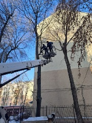Специалисты управления экологии продолжают осуществлять контроль за обрезкой деревьев